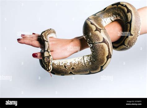 snake wrapping around arm|Why Snakes Wrap Around Your Body: Reasons